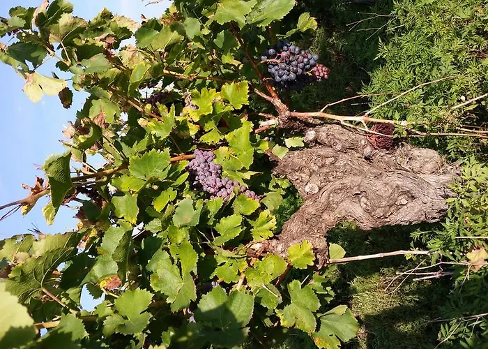 Le Clos Des Aramons